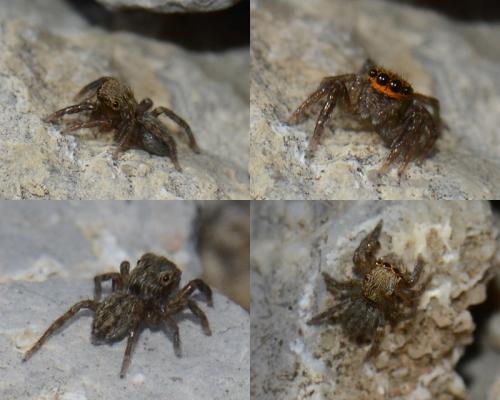 Réf. 186 985 : Euophrys rufibarbis